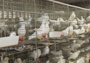 鴿子養殖設備 從觀賞到高效家禽飼養機械的全面指南